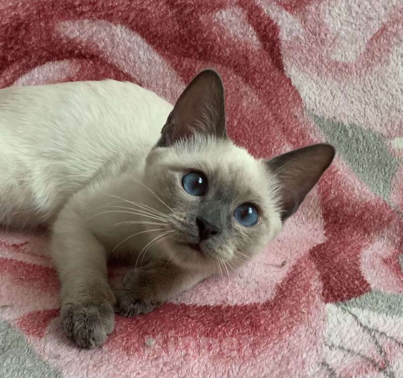 Кошки в Москве: Тайский котик, окрас блю-пойнт Мальчик, Бесплатно - фото 1