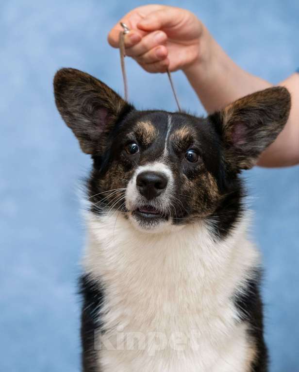 Собаки в Москве: Кардиган подросток Девочка, 25 000 руб. - фото 2