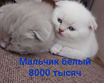Кошки в Краснодаре: Британский длинношёрстный котенок Мальчик, 8 000 руб. - фото 2