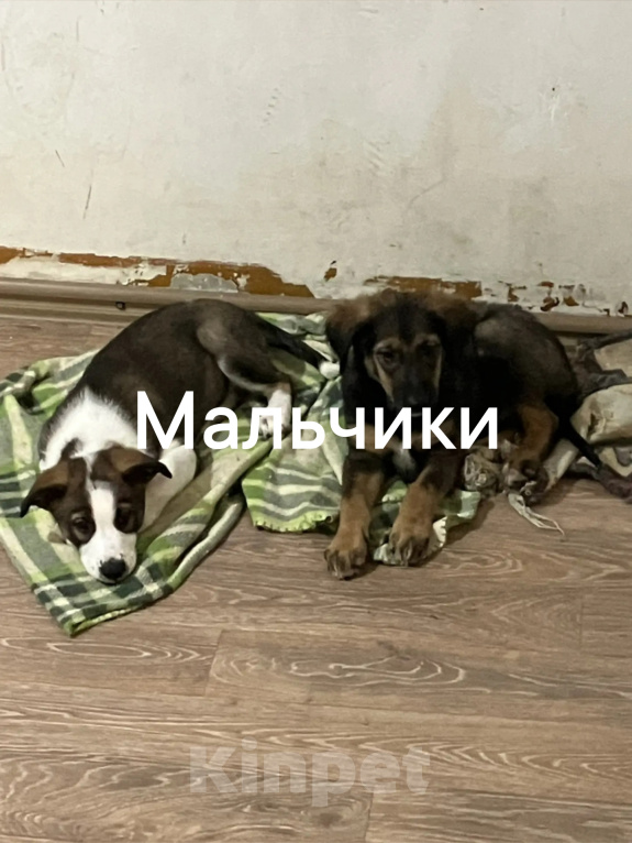 Собаки в Старом Осколе: Отдам щенков Разнополые, Бесплатно - фото 1