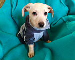 Собаки в Санкт-Петербурге: Маленький красивый щенок ищет дом Мальчик, Бесплатно - фото 8