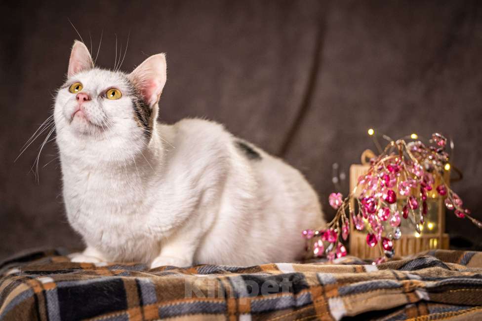 Кошки в Клине: Жорж - большой добряк Мальчик, Бесплатно - фото 4