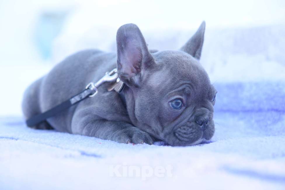 Собаки в Москве: Голубой тигр мальчик Мальчик, 60 000 руб. - фото 9