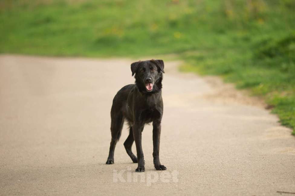 Собаки в Москве: Найт Мальчик, Бесплатно - фото 14
