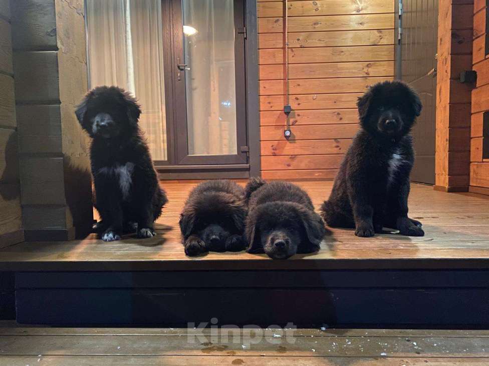 Собаки в других городах Ленинградской области: Щенки монгольского Банхара Мальчик, Бесплатно - фото 2