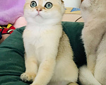 Кошки в Санкт-Петербурге: золотая шиншилла кошечка Девочка, 35 000 руб. - фото 1