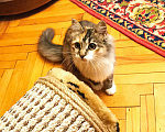 Кошки в Москве: Котенок,  4,5 месяца Девочка, Бесплатно - фото 1