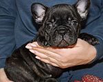 Собаки в Геленджике: Французский бульдог щенки, 15 000 руб. - фото 1