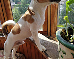 Собаки в Одинцово: Джек Рассел терьер вязка, 1 руб. - фото 3