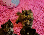 Кошки в Кемерово: Персидский котенок., 15 000 руб. - фото 6