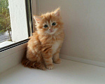 Кошки в Ливны: Рыжие сибирские котята, 9 000 руб. - фото 2