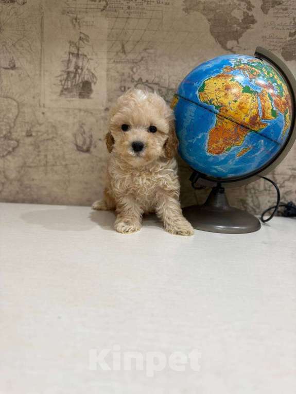 Собаки в Москве: Мальтипу мини Мальчик, 130 000 руб. - фото 3