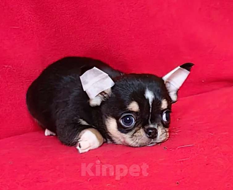 Собаки в Москве: Чихуахуа. Мальчик. Мальчик, 50 000 руб. - фото 1