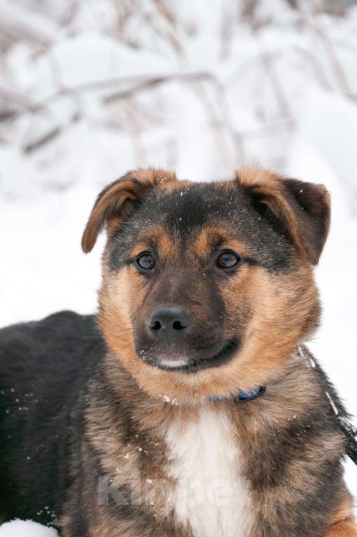 Собаки в Ногинске: Эва - ваша инвестиция в счастье! Девочка, Бесплатно - фото 8