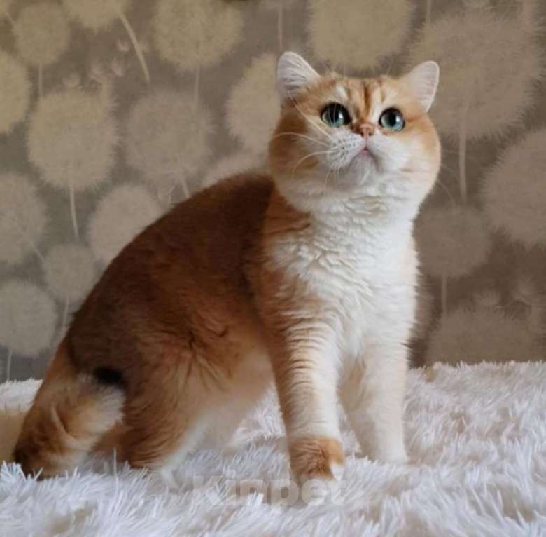 Кошки в Якутске: Золотая шиншилла Мальчик, 60 000 руб. - фото 9