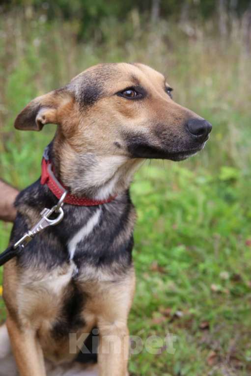 Собаки в Москве: Тиша Девочка, Бесплатно - фото 10