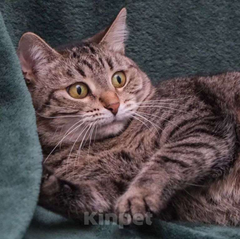 Кошки в Москве: Папайю никто не замечает Девочка, Бесплатно - фото 3