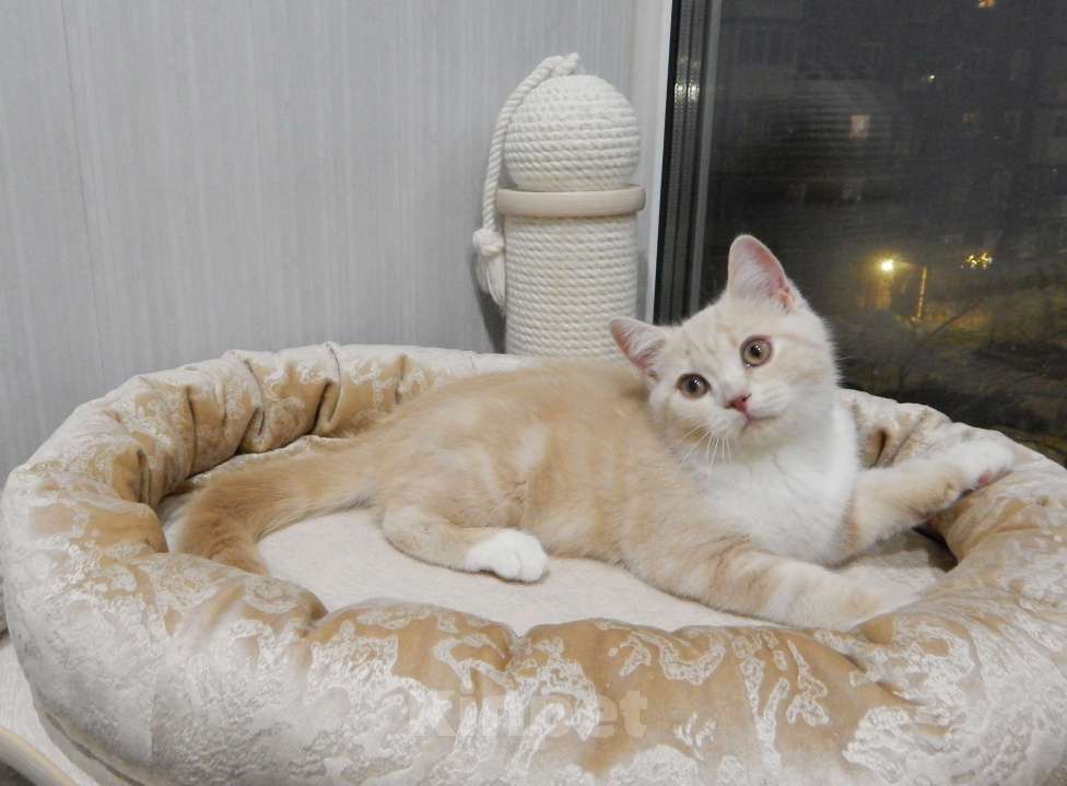 Кошки в Москве: Британский котенок кремовый неженка  Мальчик, 20 000 руб. - фото 2