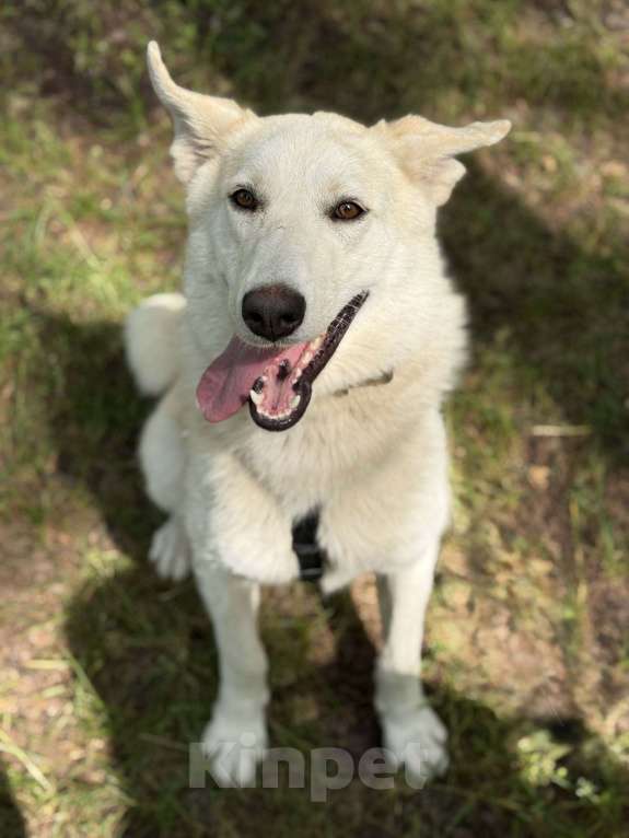 Собаки в Москве: Мики щенок  Девочка, Бесплатно - фото 6