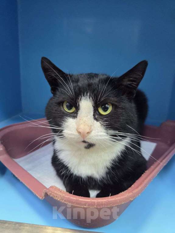 Кошки в Москве: Альпинист- кот оптимиста Мальчик, Бесплатно - фото 2