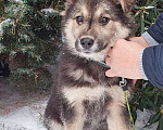 Собаки в Москве: Очаровательный маленький щенок-девочка Варя в добрые руки Девочка, 10 руб. - фото 2
