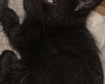 Кошки в Жуковском: Котята Девочка, 1 500 руб. - фото 1