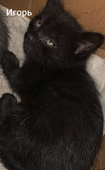 Котята