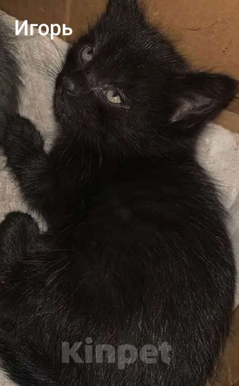Кошки в Жуковском: Котята Девочка, 1 500 руб. - фото 1