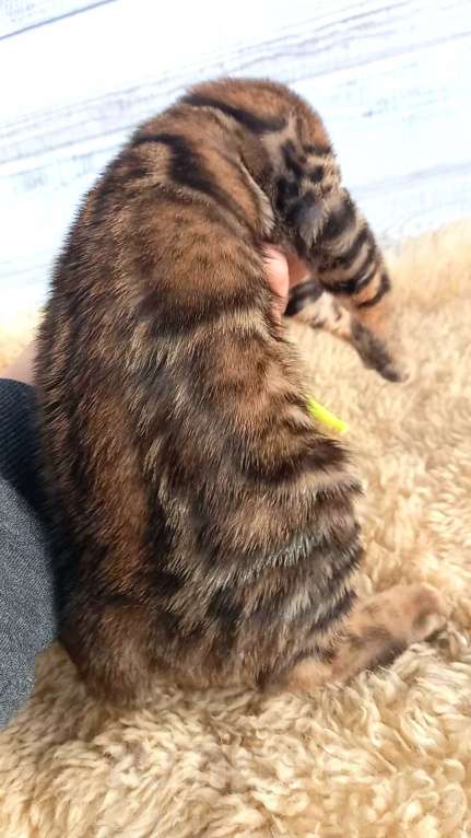 Кошки в Москве: Бенгальская кошечка  Девочка, 35 000 руб. - фото 6