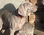 Собаки в других городах Московской области: Щенок веймаранера Девочка, 80 000 руб. - фото 5