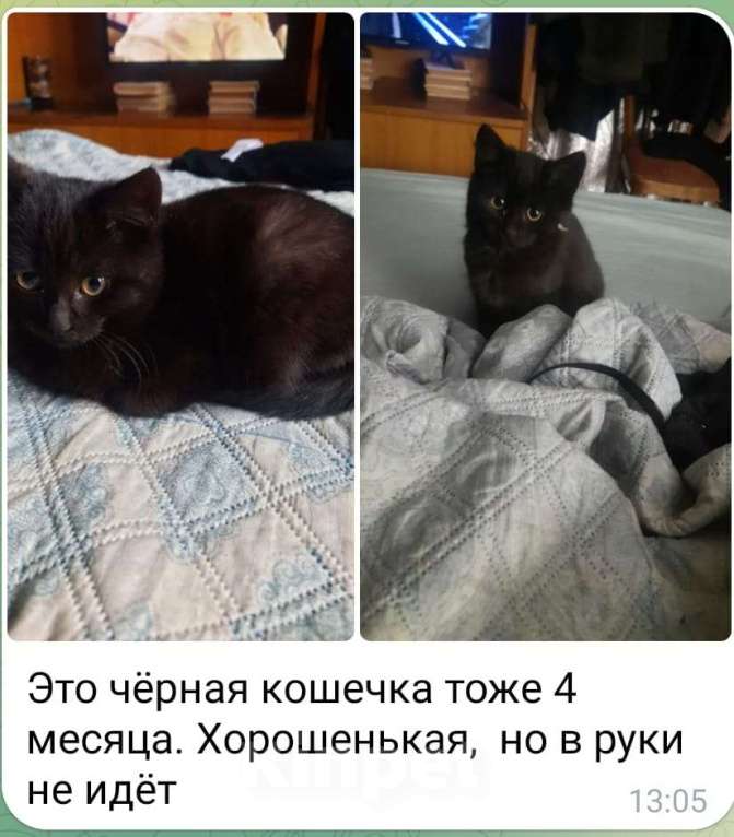 Кошки в Санкт-Петербурге: Геля Девочка, Бесплатно - фото 1