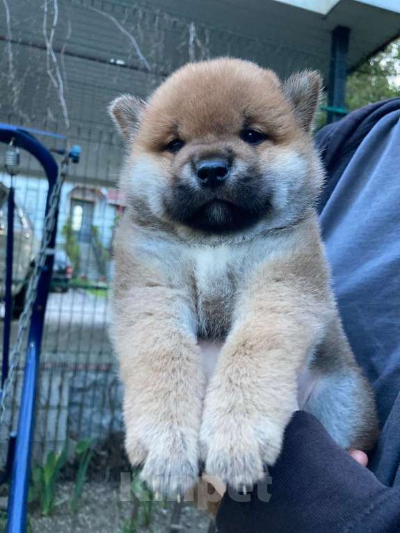 Собаки в Люберцах: Мальчик сиба ину 2 месяца Мальчик, 35 000 руб. - фото 3