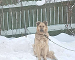 Собаки в Новосибирске: Одам в добрые руки  Девочка, Бесплатно - фото 1