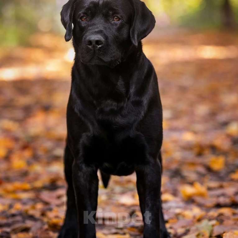 Собаки в Смоленске: Formula Number One ищет невесту Мальчик, Бесплатно - фото 7