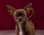 Собаки в Балашихе: Мальчик шоколадный чихуахуа  Мальчик, 35 000 руб. - фото 1