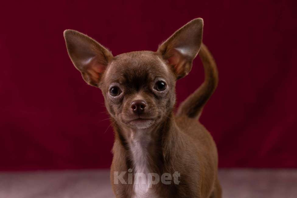 Собаки в Балашихе: Мальчик шоколадный чихуахуа  Мальчик, 35 000 руб. - фото 1