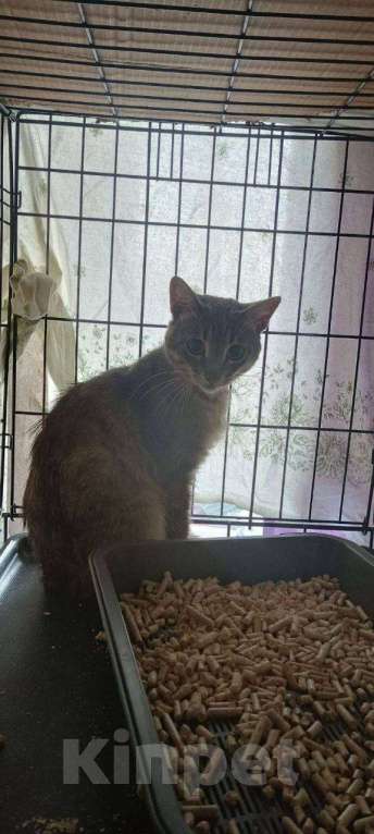 Кошки в Москве: Очень робкий, стеснительный котик Малыш ждет, пока его заметят и возьмут домой Мальчик, Бесплатно - фото 2