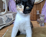 Кошки в Москве: Котёнок-химера в добрые руки Девочка, Бесплатно - фото 6