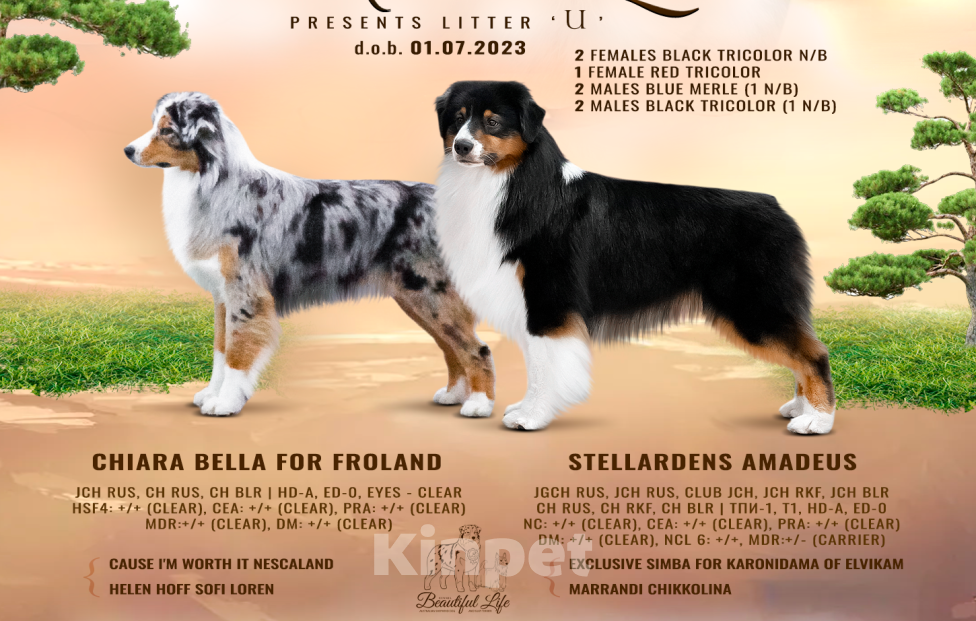 Собаки в Москве: Щенки Австралийской овчарки (Аусси) Девочка, 60 000 руб. - фото 2