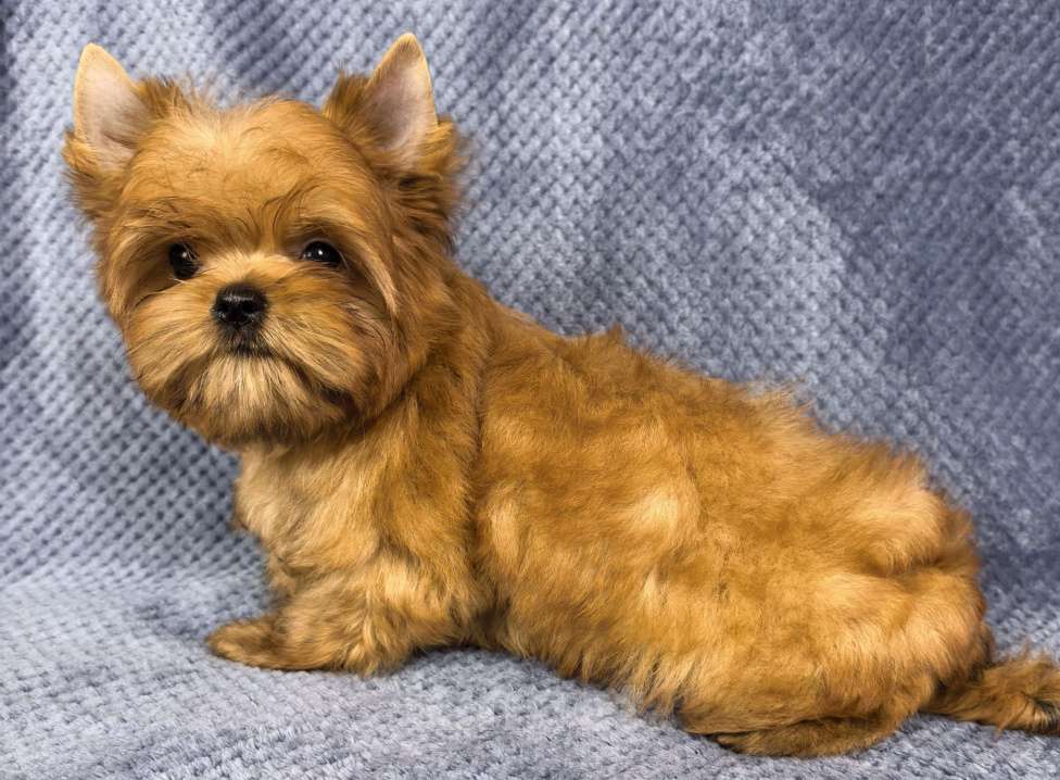 Собаки в Москве: Русская салонная собака Мальчик, 50 руб. - фото 8