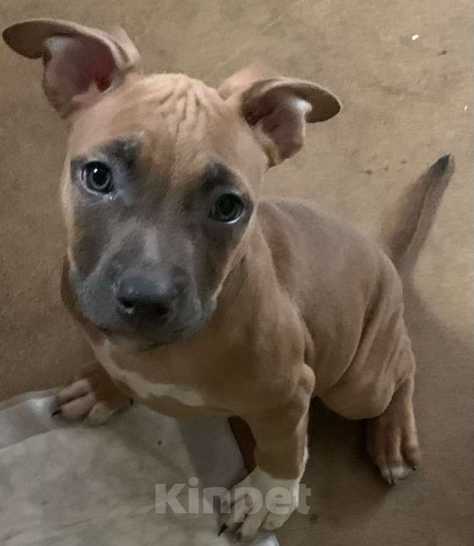 Собаки в Новосибирске: Красотка Девочка, 20 000 руб. - фото 1