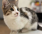 Кошки в Москве: Котенок Гатс ищет дом Мальчик, Бесплатно - фото 4