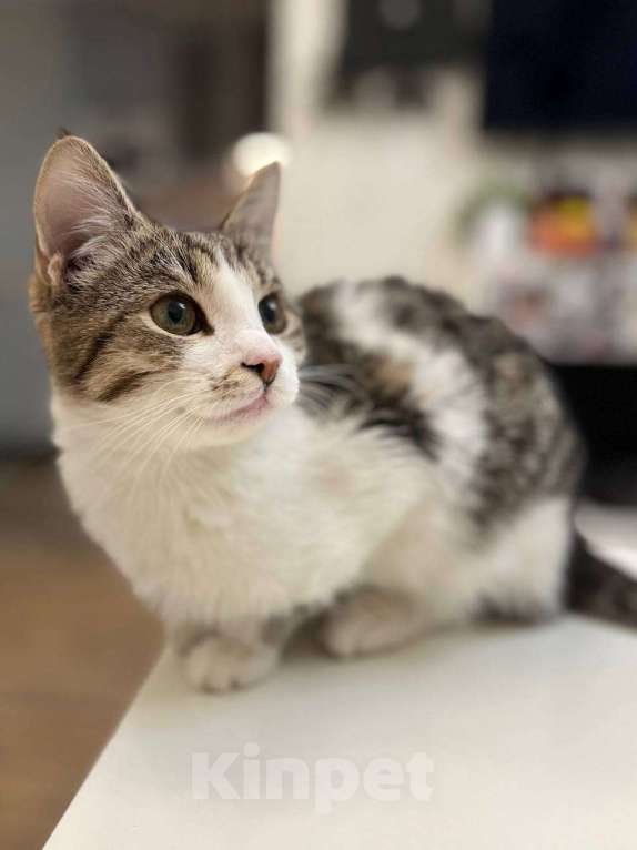 Кошки в Москве: Котенок Гатс ищет дом Мальчик, Бесплатно - фото 4