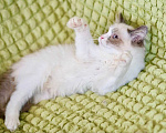 Кошки в Москве: Котёнок Пиксель - голубоглазый красавец в добрые руки  Мальчик, Бесплатно - фото 9