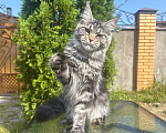Кошки в Чехове: Мейн-кун котенок Девочка, 15 000 руб. - фото 2