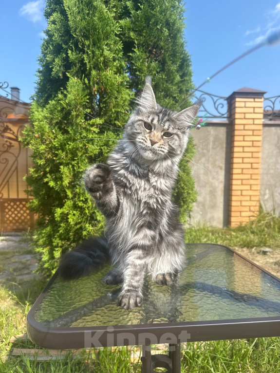 Кошки в Чехове: Мейн-кун котенок Девочка, 15 000 руб. - фото 2