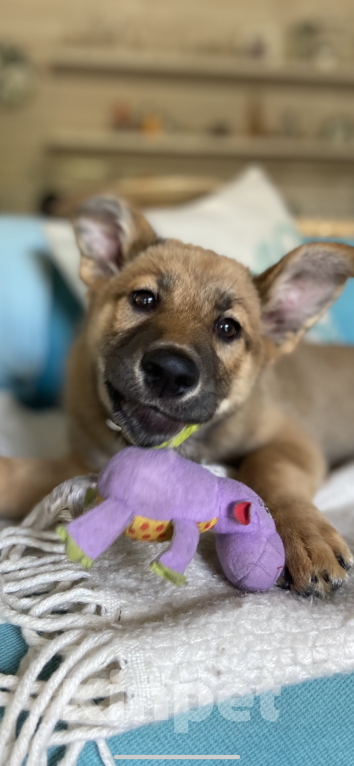 Собаки в Москве: Щенок для классной семьи 🐶 Девочка, 1 руб. - фото 9