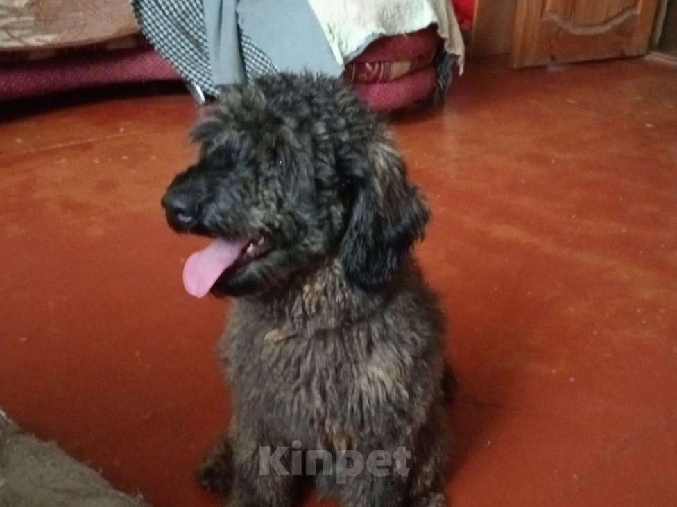 Собаки в Орле: Пудель  Мальчик, Бесплатно - фото 3