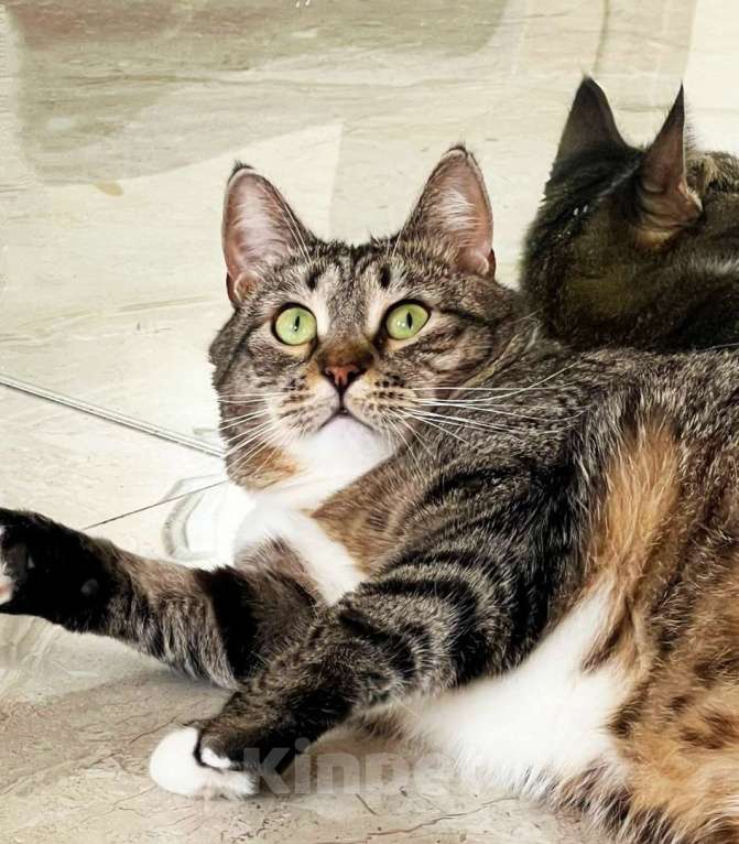 Кошки в Москве: Красотулька Саша ищет дом Девочка, 10 руб. - фото 3