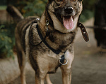 Собаки в Санкт-Петербурге: Мэй из приюта в добрые руки Девочка, Бесплатно - фото 3